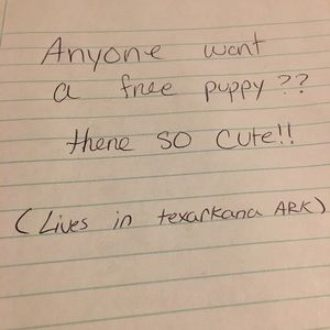 Free puppies to forever homes.